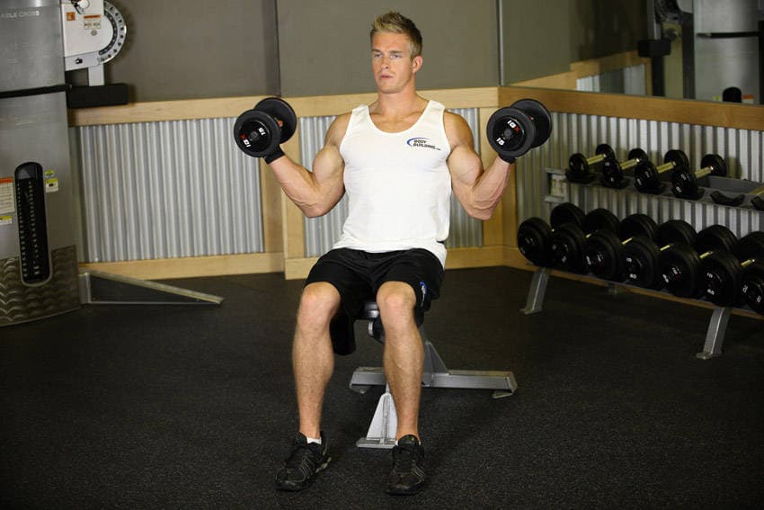 Seated Dumbbell Inner Biceps Curl - ending position